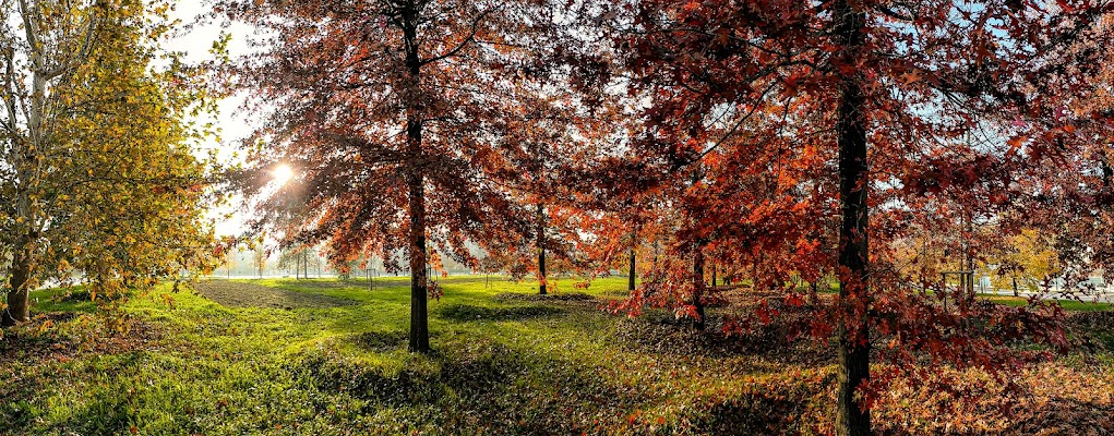 Il parco in autunno di bennardo