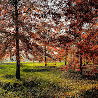 Il parco in autunno di bennardo