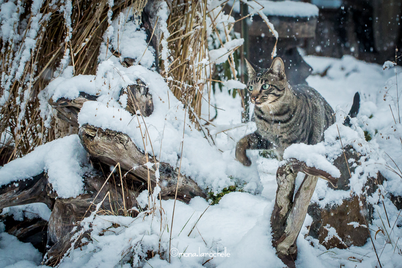 Les pitous et minou aussi aiment l'hiver Yi-min-121208-2-27m