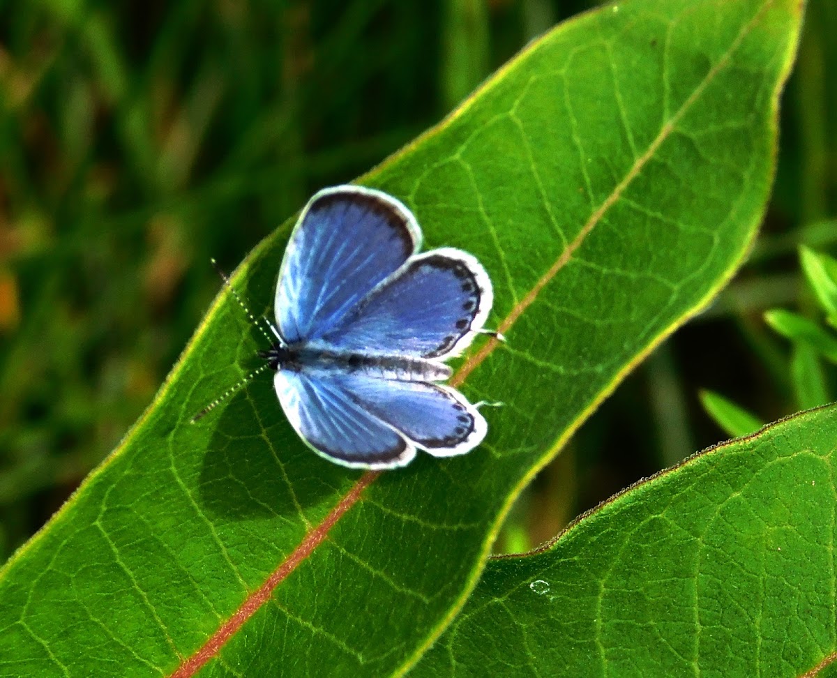 Eastern Tailed-Blue