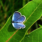 Eastern Tailed-Blue