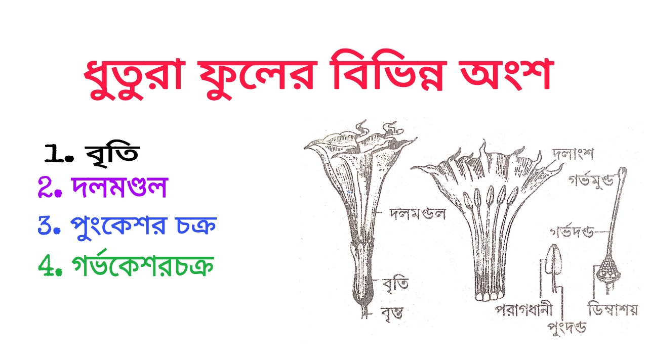 ধুতুরা ফুলের বিভিন্ন অংশ