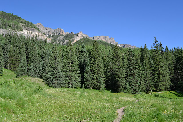 trail through the meadow into the trees