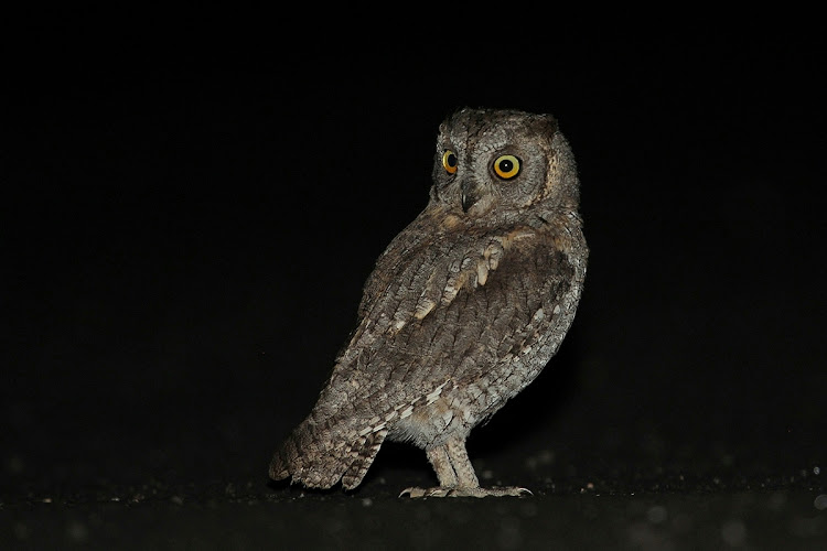 Mocho-pequeno-d’orelhas (Otus scops) IMG_7843