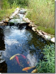 Koi pond at front of VC