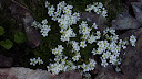 Fleurs de montagne (Immortelles des Frimas)