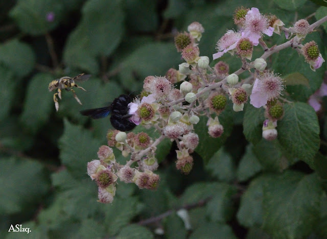 dsc_0014b.JPG