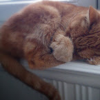 Super cute Sven. 20121229-01-sven-window-supercute.jpg