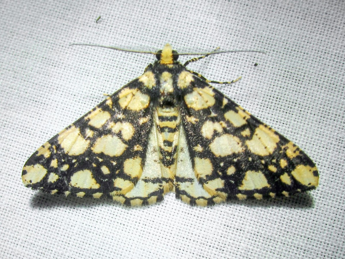 Geometrid Moth