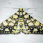 Geometrid Moth