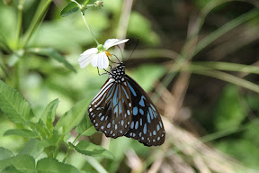 Butterfly at a flower