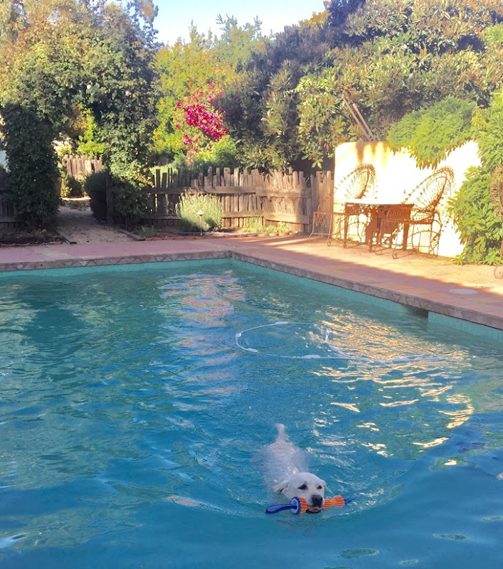 yellow lab swimming in pool