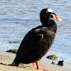 Surf Scoter [ male]