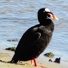 Surf Scoter [ male]