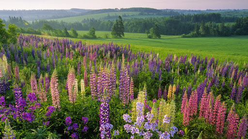 Lupins, Clinton, Prince Edward Island.jpg