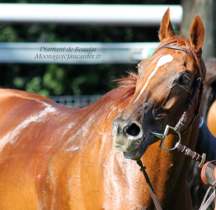 Photos Auteuil le 27-09-2014 IMG_4353