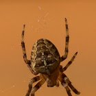 Garden Spider