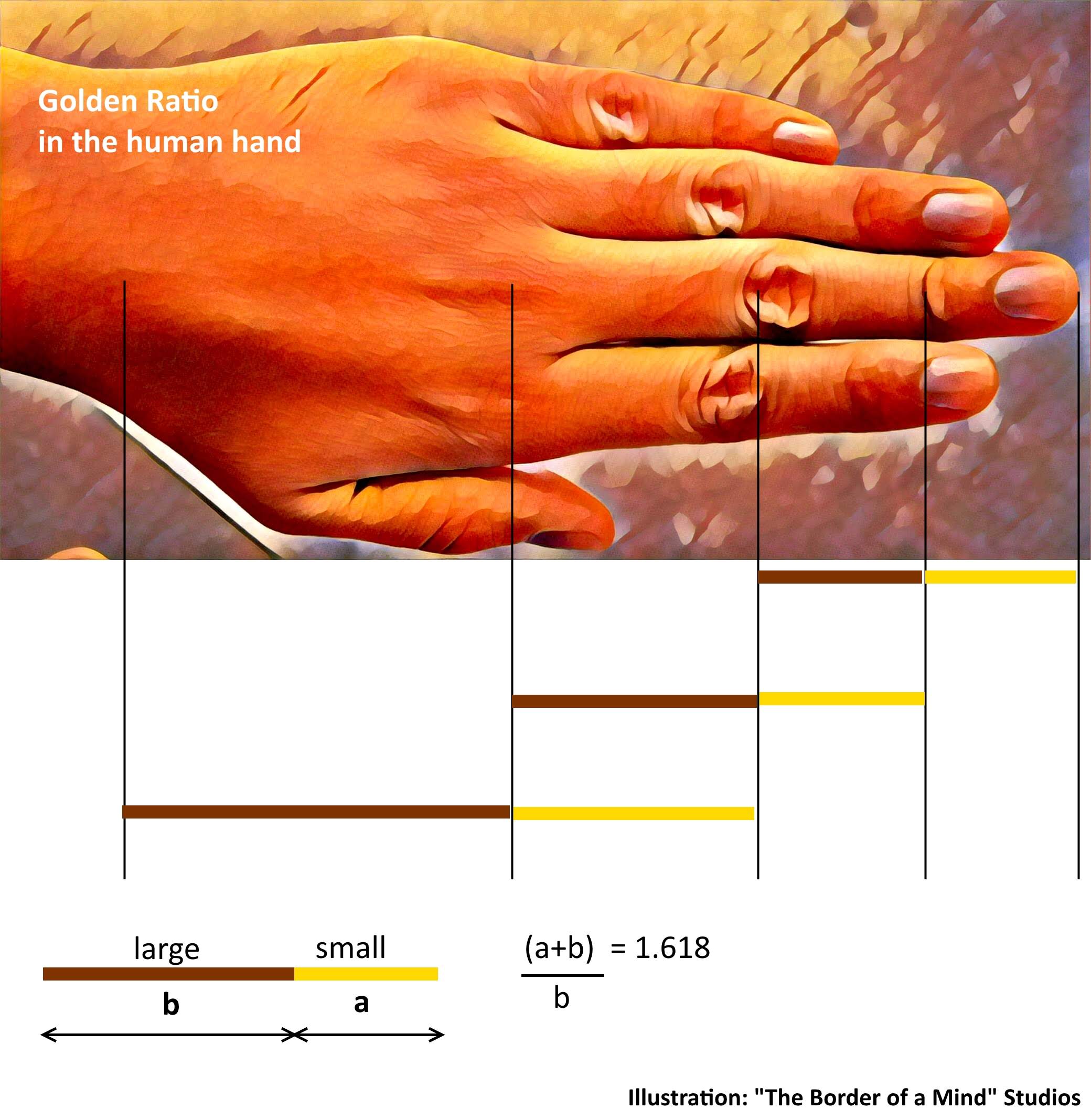 golden ratio in nature human body