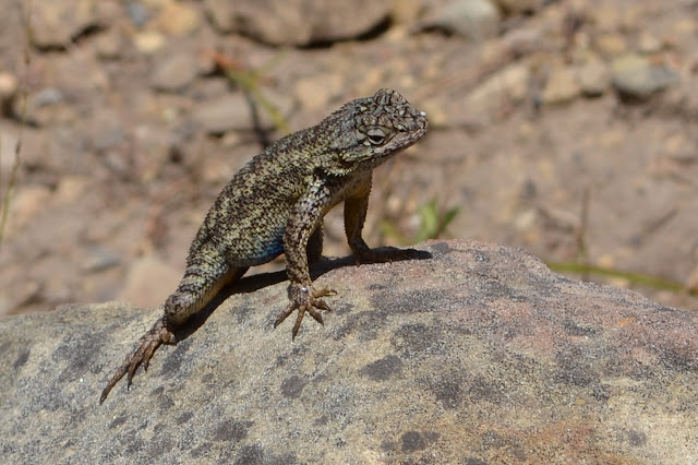 blue belly on a rock