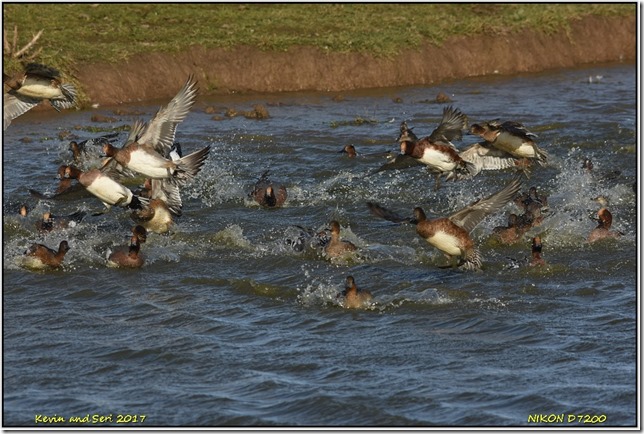 Slimbridge WWT - November