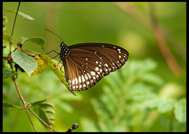 Common Indian Crow