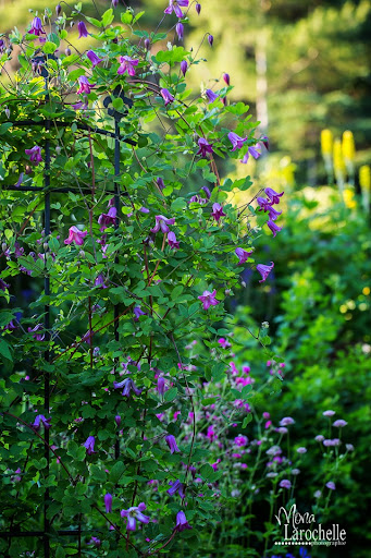 Clematis texensis Odoriba - Page 2 Clematis-odoriba-140705-150rm