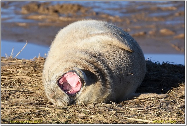 Donna Nook - November