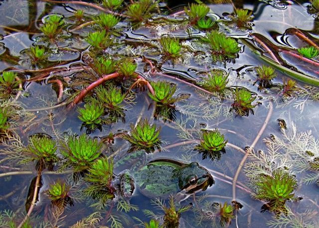 Кабомба палиформис (Cabomba paliformis)