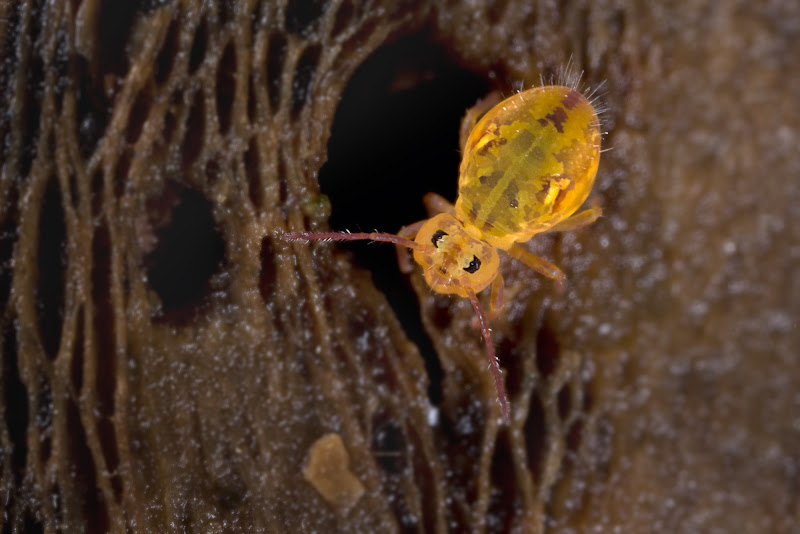 Collembola Collembole