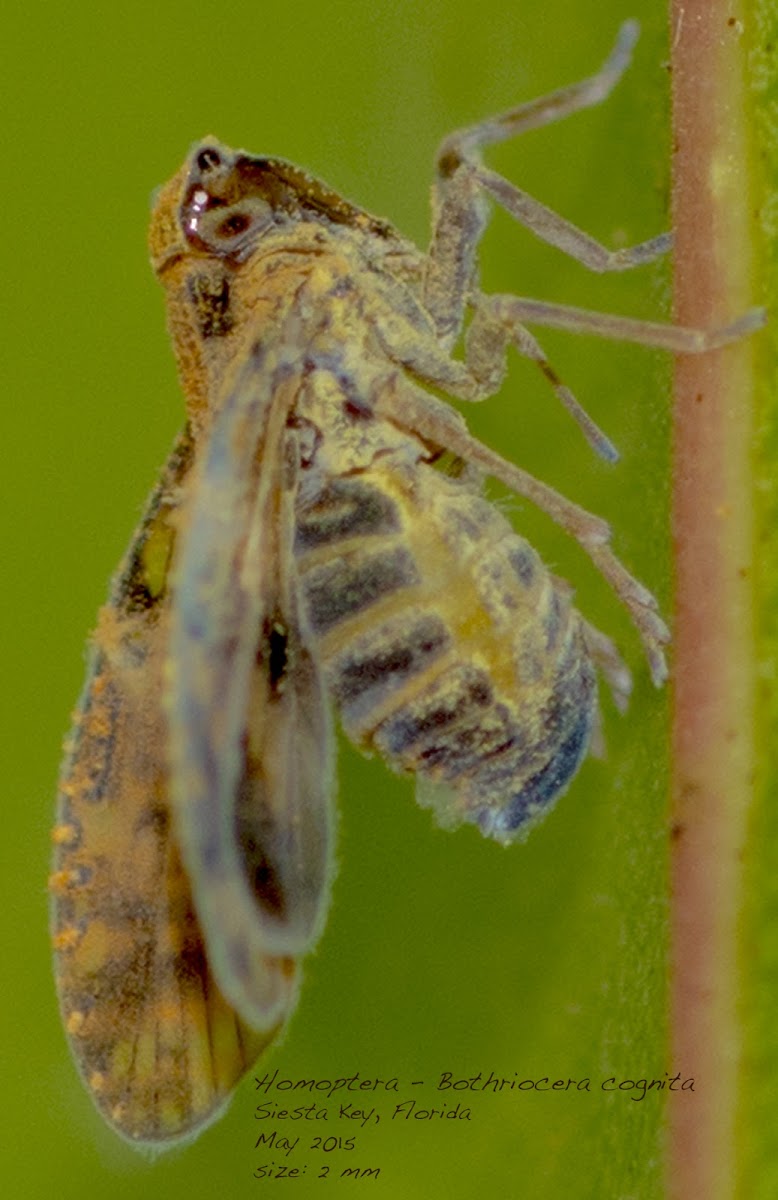 Plant Hopper