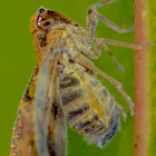 Plant Hopper