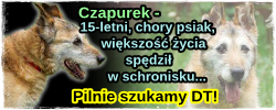 czap2.png