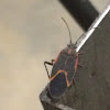 Boxelder Bug