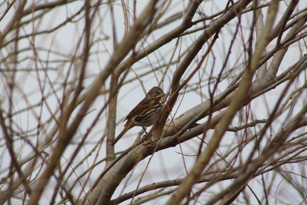 Song Sparrow