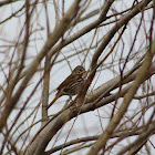 Song Sparrow