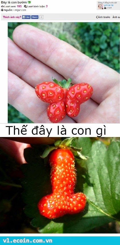 Thế đây là con gì??