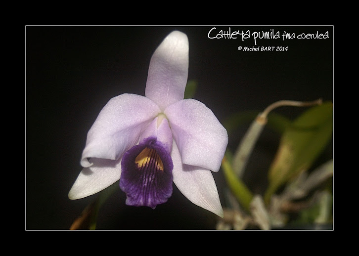 Cattleya bicalhoi f. coerulea Cattleya_pumila_coerulea