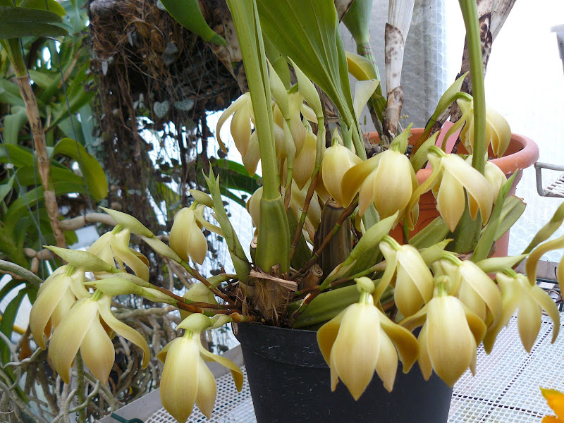 Sudamerlycaste (Ida) andreettae P1040179