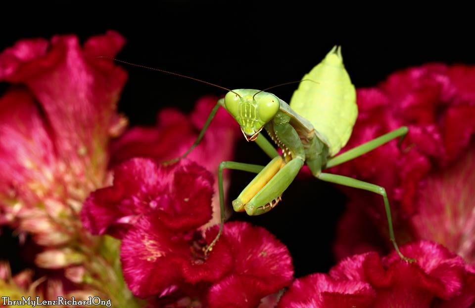 Golden Armed Mantis