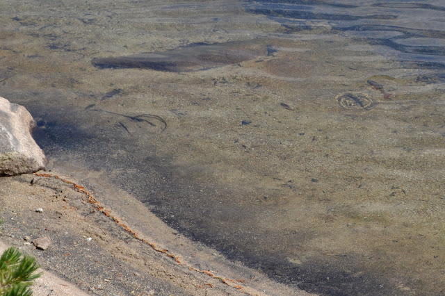 red fins near the surface and near the shore