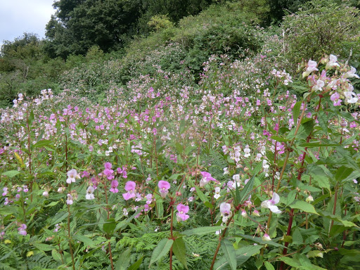 CIMG5922 Himalayan Balsam in the Medway valley