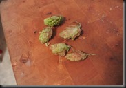 A small cluster of the hops I gathered from our run.