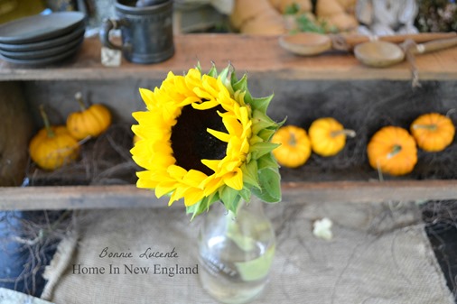 fall sunflower