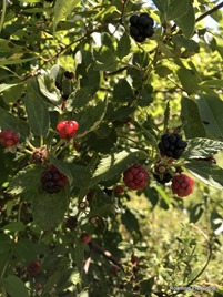 Picking blackberries