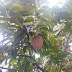 Buah Mulwo