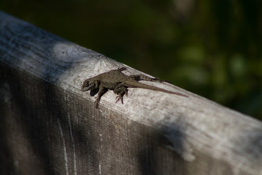 Nature Preserve «Shaw Nature Reserve», reviews and photos, 307 Pinetum Loop Rd, Gray Summit, MO 63039, USA