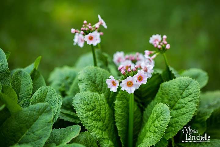 Primula japonica Appleblossom Primula-japonica-appleblossom-140607-135rm