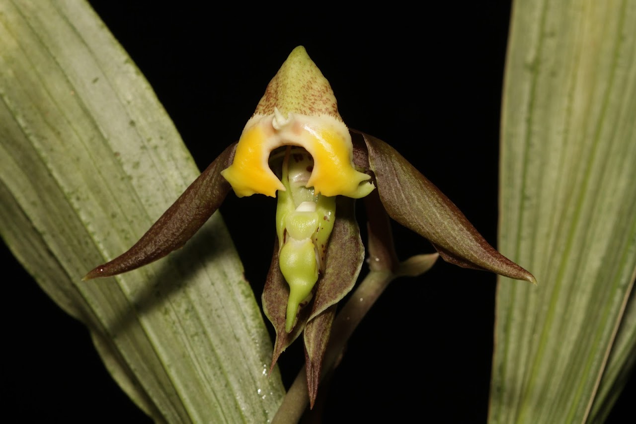 Catasetum gnomus IMG_7190