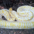 Albino Burmese Python