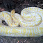 Albino Burmese Python